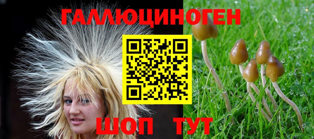 Псилоцибиновые грибы Cubensis Саяногорск